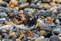 Ruddy Turnstone Arenaria interpres interpres