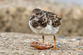 Ruddy Turnstone Arenaria interpres interpres