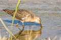 Ruff Calidris pugnax