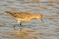 Ruff Calidris pugnax