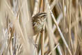 Sedge Warbler Acrocephalus schoenobaenus