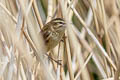 Sedge Warbler Acrocephalus schoenobaenus