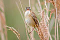 Sedge Warbler Acrocephalus schoenobaenus