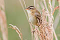 Sedge Warbler Acrocephalus schoenobaenus