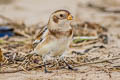 Snow Bunting Plectrophenax nivalis nivalis