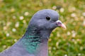 Stock Dove Columba oenas oenas