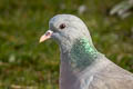 Stock Dove Columba oenas oenas