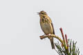 Tree Pipit Anthus trivialis