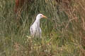 Western Cattle Egret Bubulcus ibis