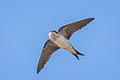 Western House Martin Delichon urbicum urbicum