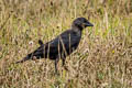 Western Jackdaw Coloeus monedula spermologus