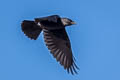 Western Jackdaw Coloeus monedula spermologus