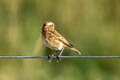 Whinchat Saxicola rubetra