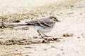 White Wagtail Motacilla alba yarrellii