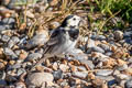 White Wagtail Motacilla alba yarrellii