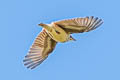 Woodlark Lullula arborea