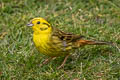 Yellowhammer Emberiza citrinella citrinella