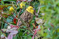 Yellowhammer Emberiza citrinella citrinella