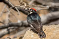 Acorn Woodpecker Melanerpes formicivorus bairdi