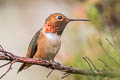 Allen's Hummingbird Selasphorus sasin sasin