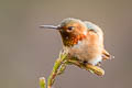 Allen's Hummingbird Selasphorus sasin sasin