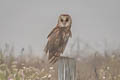 American Barn Owl Tyto furcata pratincola 