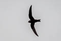 American Black Swift Cypseloides niger borealis