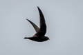 American Black Swift Cypseloides niger borealis