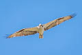 American Osprey Pandion haliaetus carolinensis