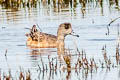 American Wigeon Mareca americana