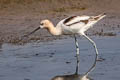 American Avocet Recurvirostra americana