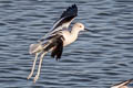 American Avocet Recurvirostra americana