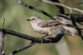 American Bushtit Psaltriparus minimus plumbeus