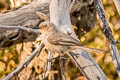 American Bushtit Psaltriparus minimus plumbeus