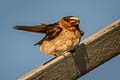 American Cliff Swallow Petrochelidon pyrrhonota pyrrhonota