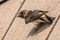 American Cliff Swallow Petrochelidon pyrrhonota pyrrhonota