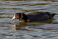 American Coot Fulica americana americana