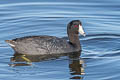 American Coot Fulica americana americana