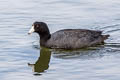 American Coot Fulica americana americana