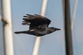 American Crow Corvus brachyrhynchos hesperis