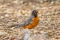 American Thrush Turdus migratorius propinquus