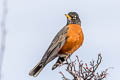 American Thrush Turdus migratorius propinquus