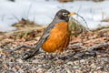 American Thrush Turdus migratorius propinquus