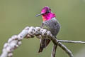 Anna's Hummingbird Calypte anna