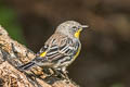 Audubon's Warbler Setophaga auduboni auduboni