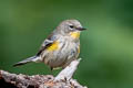 Audubon's Warbler Setophaga auduboni auduboni