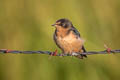 Barn Swallow Hirundo rustica erythrogaster