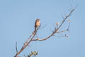 Bell's Sparrow Artemisiospiza belli belli