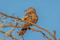 Bendire's Thrasher Toxostoma bendirei