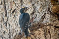 Black-backed Woodpecker Picoides arcticus